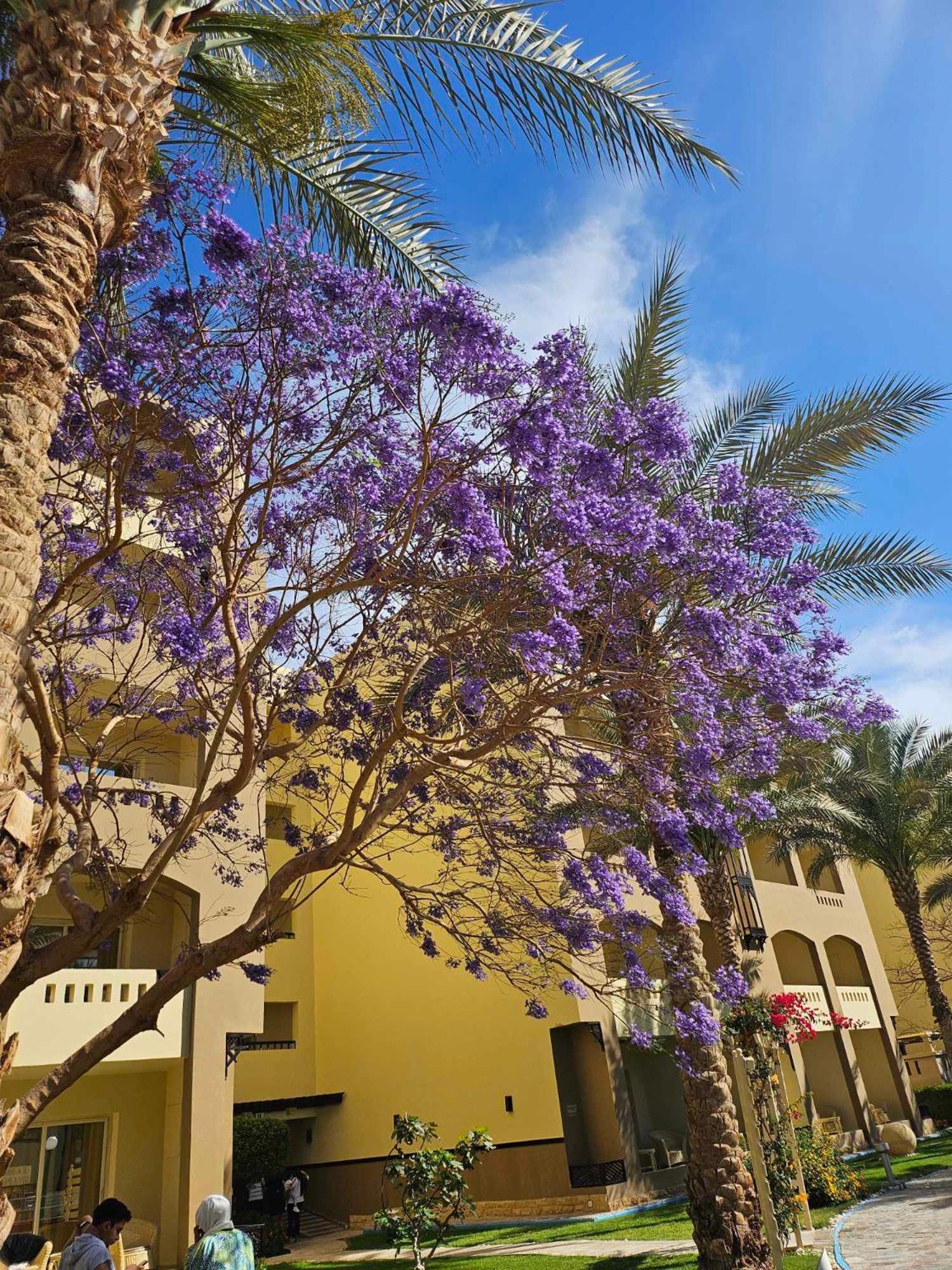 Comfortable Studio In Hotel Karma With Private Beach And Pools Family Only Or Female الغردقة المظهر الخارجي الصورة